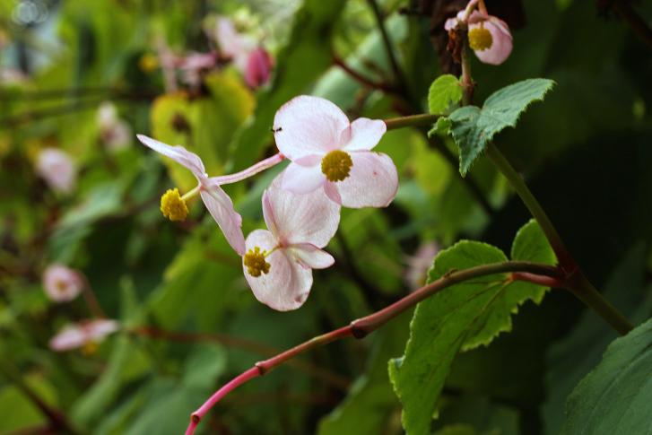 悲しい花言葉」一覧！ 失恋、後悔、絶望、孤独を表す「花言葉」を紹介Oggi.jp