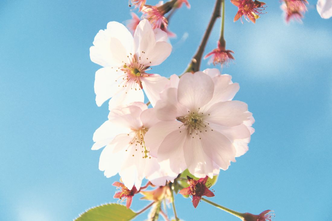 卒業ソング・サクラソング 特集の着うた・音楽ダウンロードはアーティスト公式サウンド