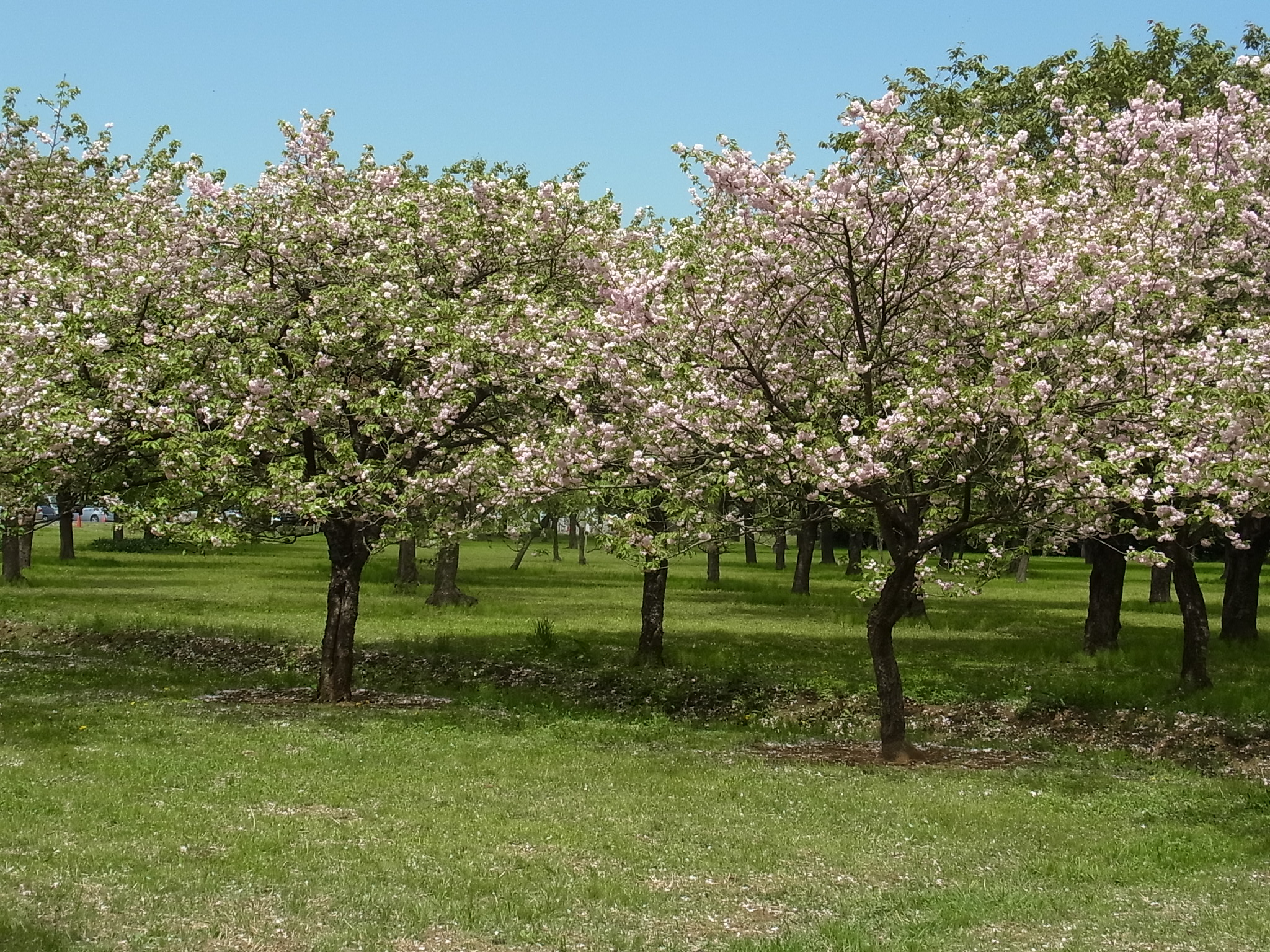 日比谷公園ガーデニングショー特別講演会「秋咲き桜の秘密」開催│みどりシゴト新聞