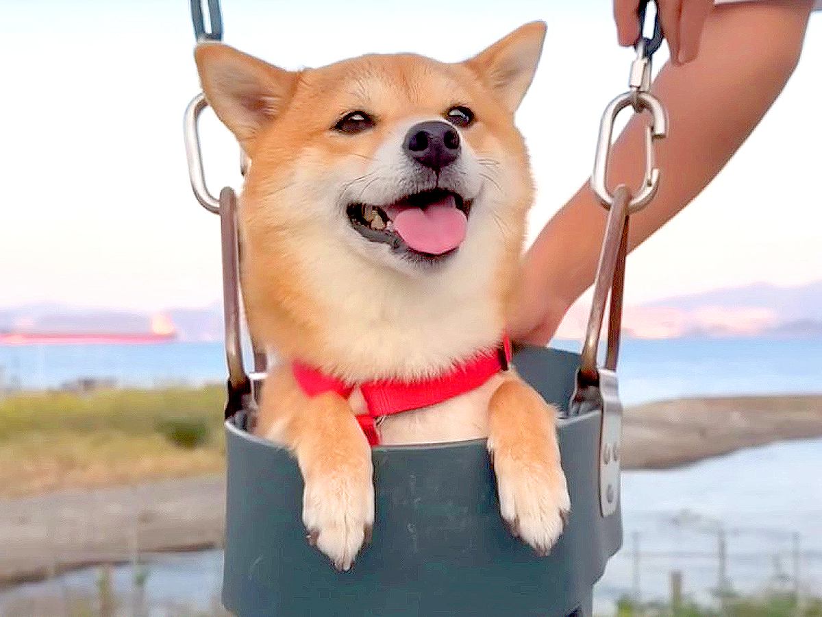 兄弟のような関係になった、柴犬の福ちゃんと富くん