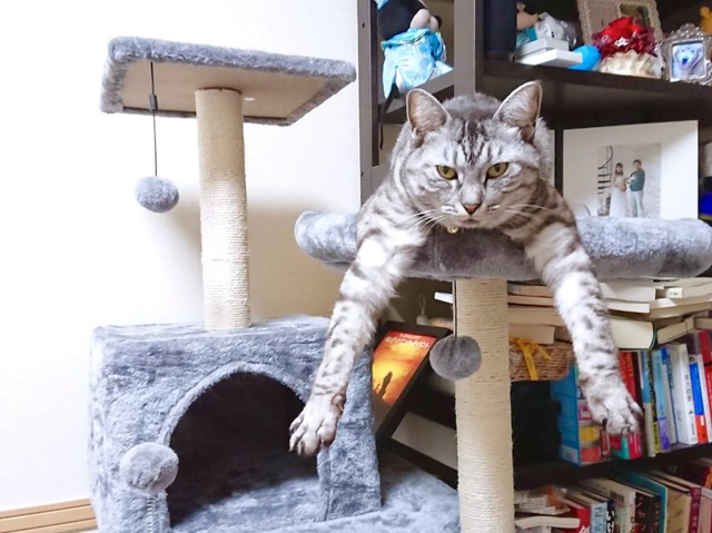 猫が赤ちゃんや妊婦さんと同居するうえで注意したいことは？ネコマガ