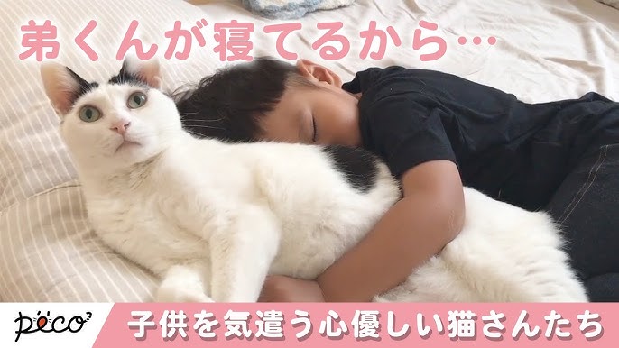 赤ちゃんとめちゃくちゃ仲良しな猫ちゃんはSNSに山ほどいるけど、私はこの、優しい威嚇をするふにも好き🫶,わたしの声うるさいですが、ありのままの日常をお届け 🙆🏻♀️ ,モフムチトリオ, Good relationship.,マンチカンマンチカン短足マンチカン子猫マンチカン部猫好きな人と繋がりたい猫がいる生活猫好き猫すたぐらむ子猫短足マンチカン