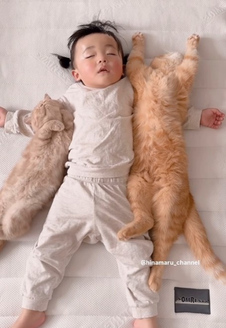 赤ちゃんと猫の同居は危ない？安全性・アレルギー・接触の注意点を解説PETTENA