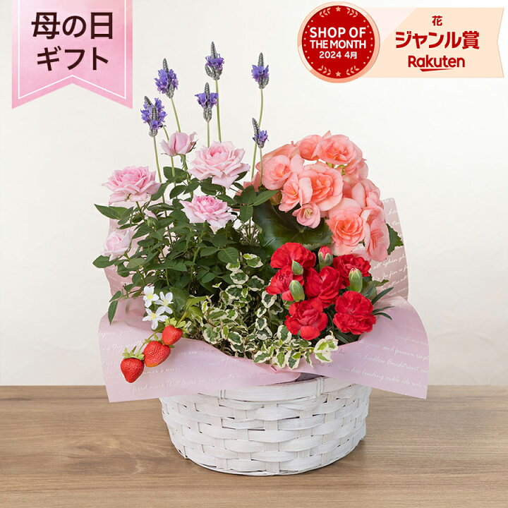 カーネーション 鉢植え・花束 母の日ギフト・プレゼント特集2025シャディ ギフトモール