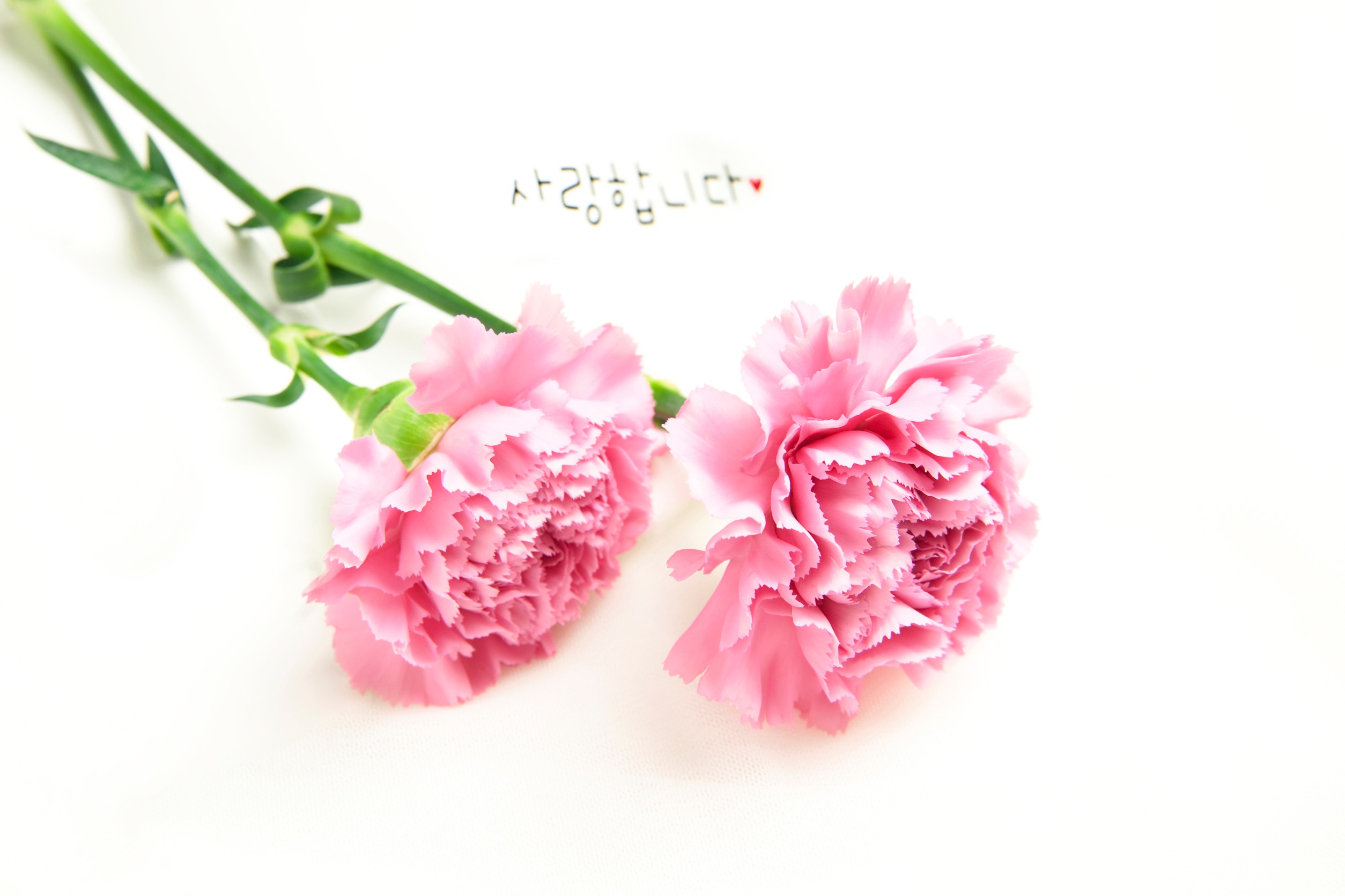 父犬と母犬の『教育の違い』を観察してみた結果 『正反対すぎる子育て方針』が面白いと18万再生「父親はお腹で語る」「ママがんばれｗ」の声わんちゃんホンポ