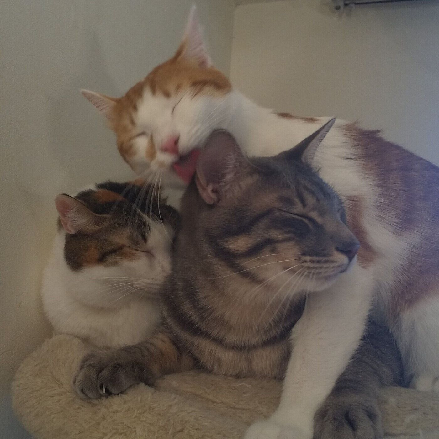 私の家族 山田邦子 2匹の元保護猫との生活 ブレイク時の支えとなった大往生した愛猫への思いHint-Pot -3