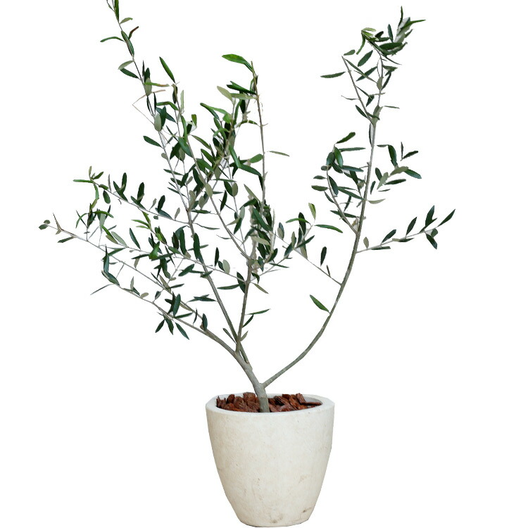 送料無料結婚証明書 ゲスト参加型 植樹の儀 植樹セレモニー オリーブの樹 記念樹 ウェディング 結婚式 ウェルカムスペース 結婚式準備 プレ花嫁結婚式演出 観葉植物 おしゃれ植樹の儀 - makusaku giftshopminne byGMOペパボ 国内最大級のハンドメイド・手作り