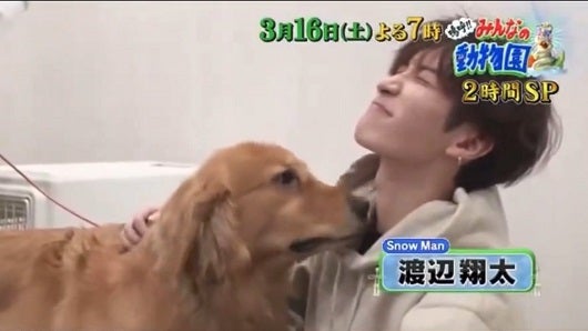 渡辺翔太 ペット飼ってるTikTok