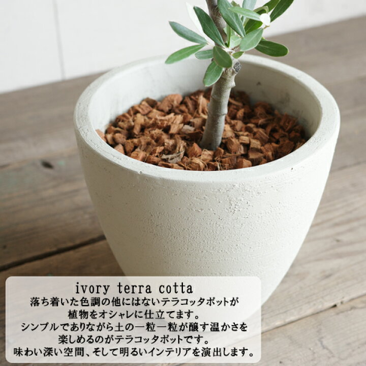 結婚式 での ご両親への プレゼント として香川の県木であるオリーブ の木をお選びいただきました！ . 雄、雌の木 が揃わないと実がつきにくいことから 夫婦の木実際は品種違い 、痩せた土地でも実を付けることから 幸せを運ぶ木 と呼ばれます😊 . 先輩夫婦である