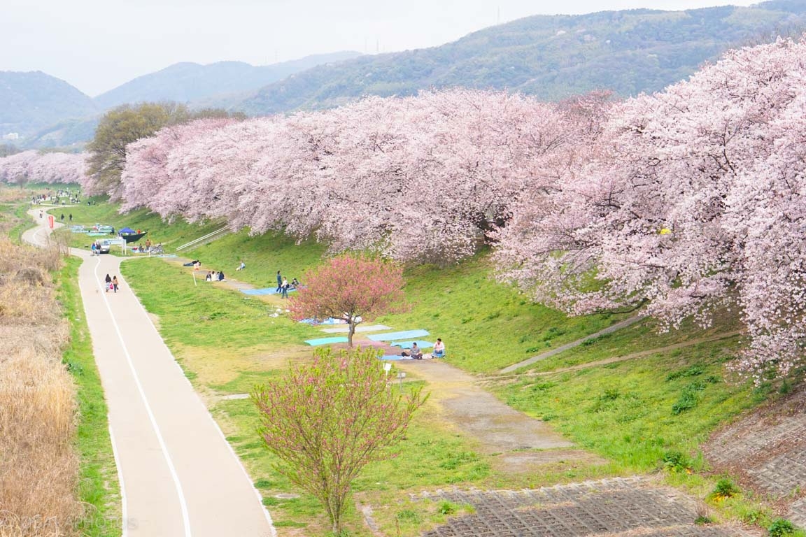 御衣黄桜図鑑公益財団法人日本花の会