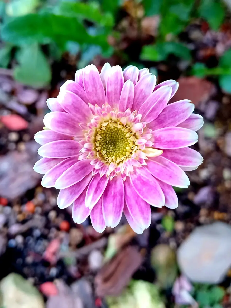 青いガーベラ 花言葉「共に歩む」 ご希望に合わせてカスタムオーダー承ります 日本全国にお届け ROSE SHOP 0266-28-1188https:roseshop.jp smartphone list.html?category_code=ct25