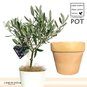 オリーブの木 オリーブ ６号鉢 オリーブ農園 鶴亀園さんの香川オリーブ 観葉植物 鉢植え 引越し祝い 新築祝い おしゃれ 友人 誕生日 プレゼント男性 女性 お祝い 結婚祝い 結婚記念日 開店祝い 開業 周年祝い お誕生日 ギフト