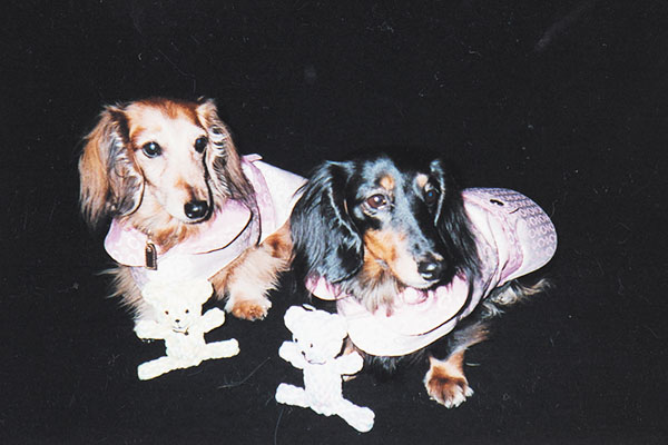 猫36匹くらいいたんですよ」名取裕子がサンシャイン池崎の預かる保護猫・ブルボンとお留守番！驚きの作戦連発で猫たちの心をつかむentax エンタックス