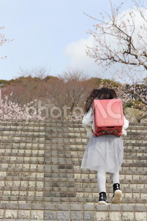 小学生の女の子 桜、ランドセル、後姿 の写真素材FYI02979049ストックフォトの Qlean Market キュリンマーケット