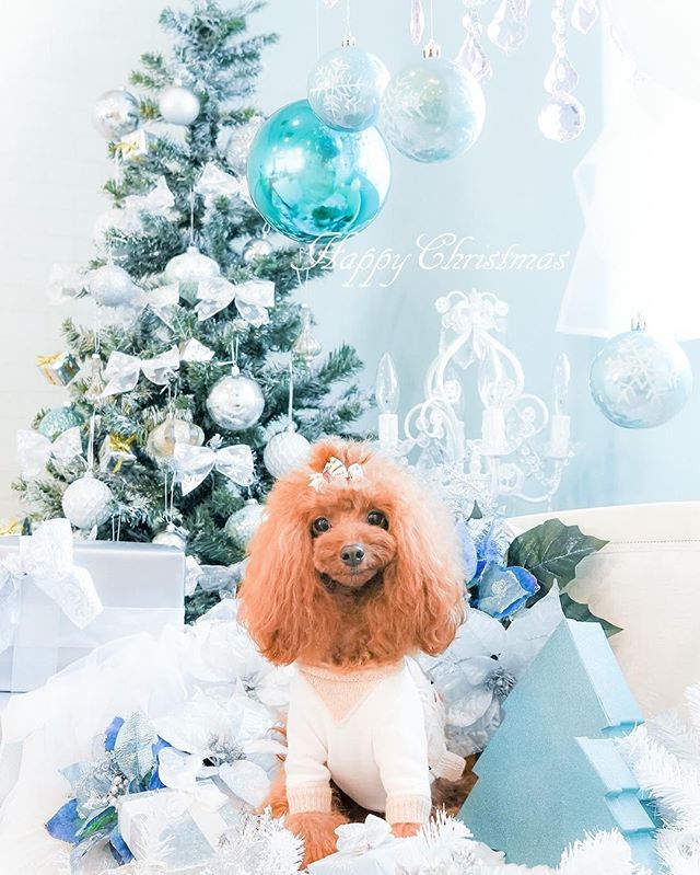 フォトブース 手作り 犬クリスマスTikTok