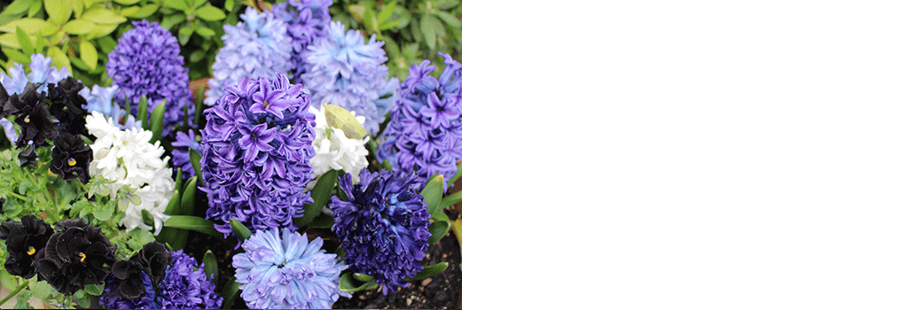 花言葉片思い花便り花のある暮らし恋する気持ちTikTok