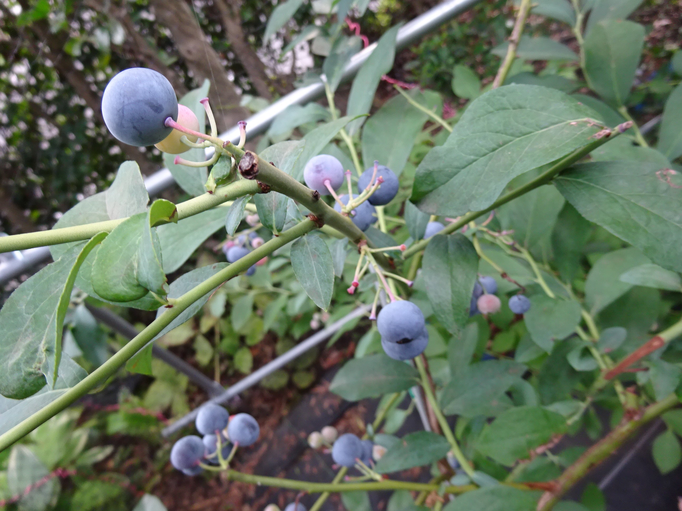 特集 6月のお庭仕事 Garden Mart ガーデンマート -ウィッチフォード社製植木鉢をはじめ、英国製ガーデニング用品のことなら