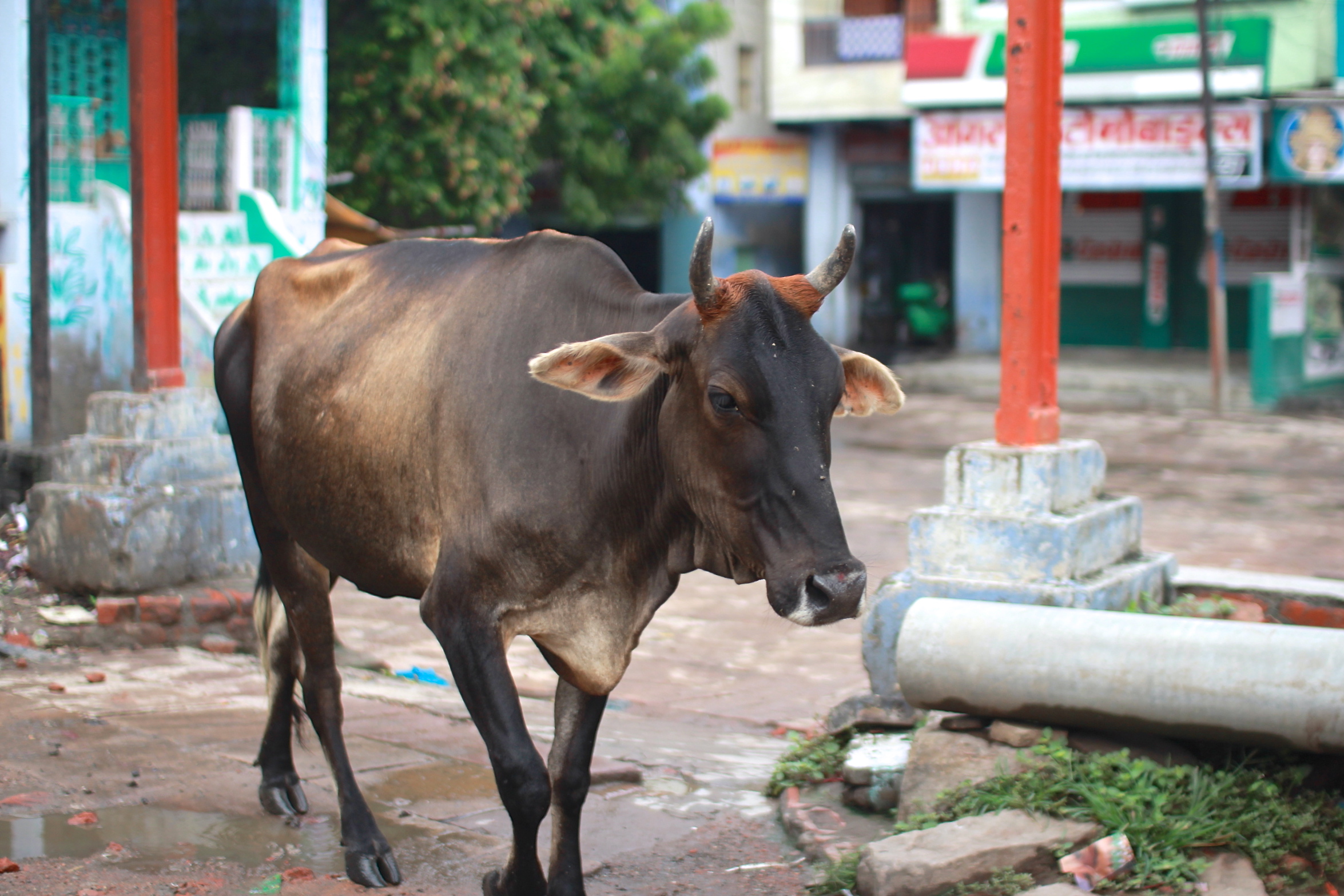 双子ちゃんのお誕生日写真撮影！ 店舗ブログプレシュスタジオ