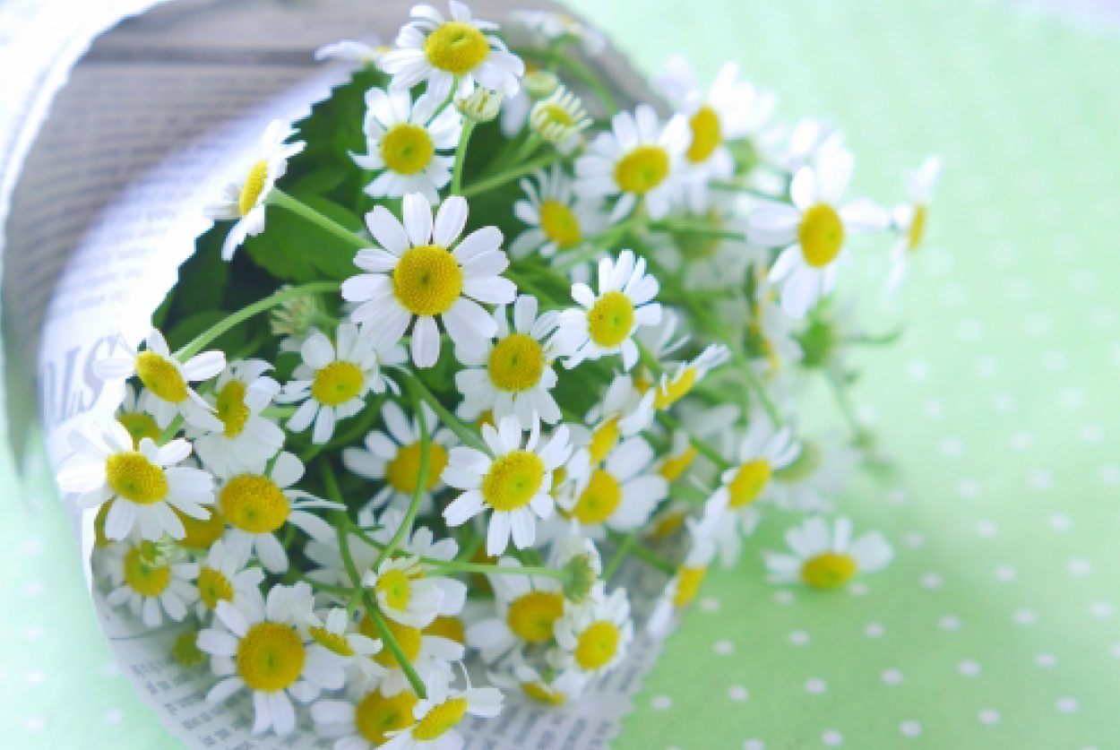 片思い」に関する花言葉恋愛のときめきや切なさを表すお花一覧観葉植物・お花の通販 AND PLANTSアンドプランツ