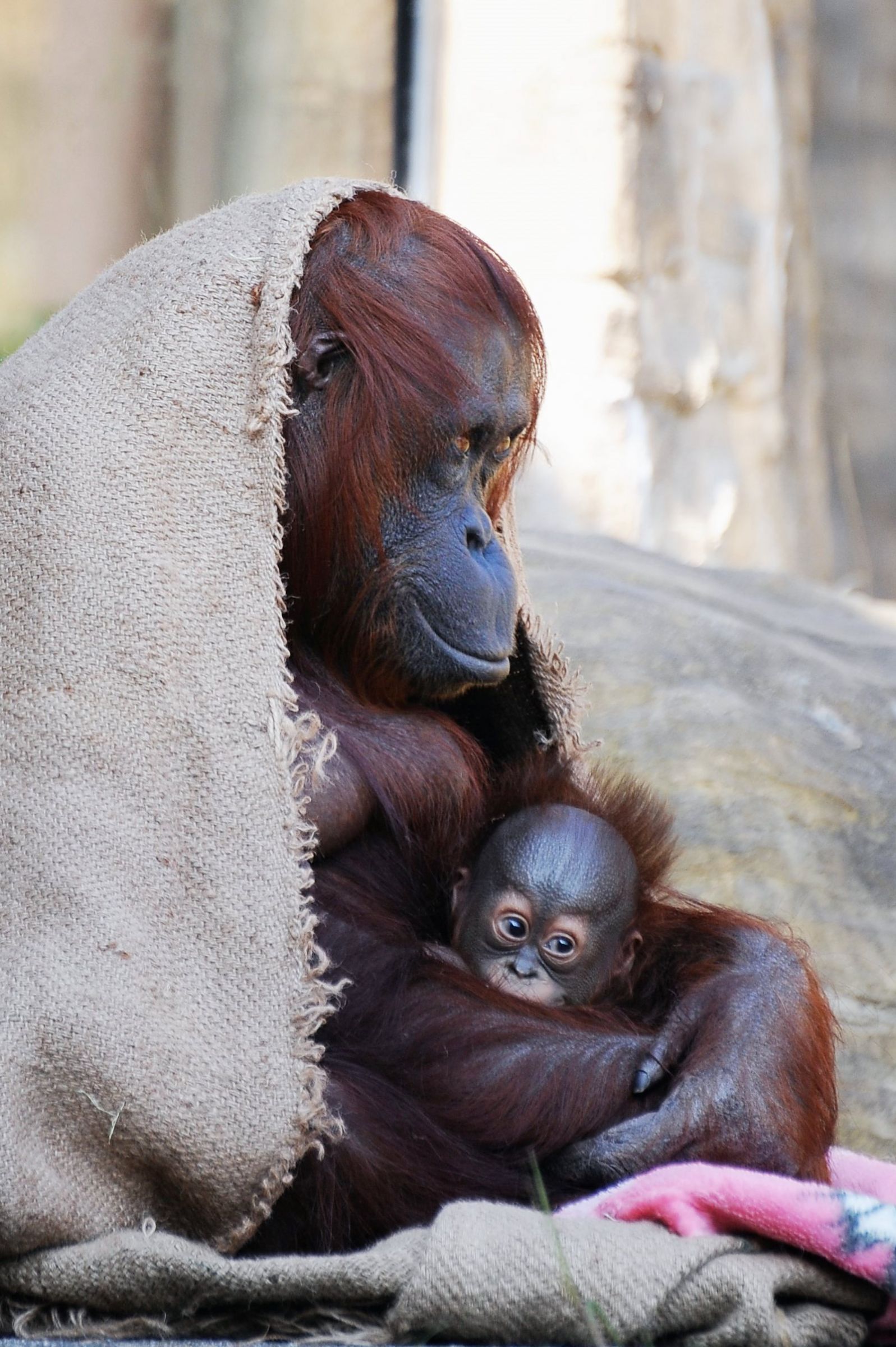 吹替版 宿命の代理母：冷酷な億万長者との愛の行方 オンラインで無料で視聴できるドラマ＆映画 - ロマンス ショートフィルム - GoodShort
