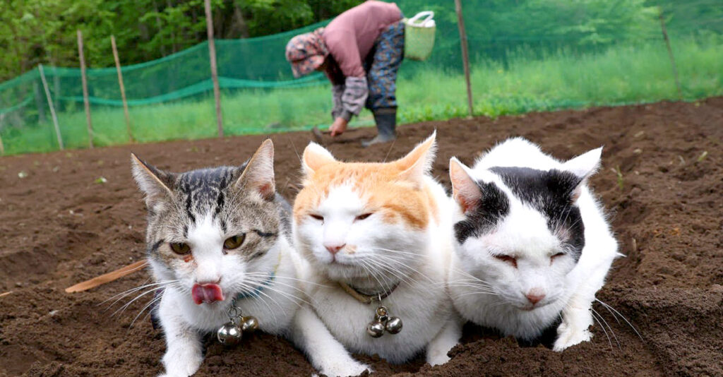 おばあちゃん子な猫ちゃん おばあちゃんの背中に乗って一緒に苗植えする動画がほっこりの極みねとらぼ