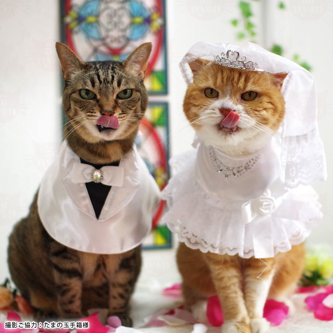 大切な家族、ペットと叶えるウェディングフォトプラン