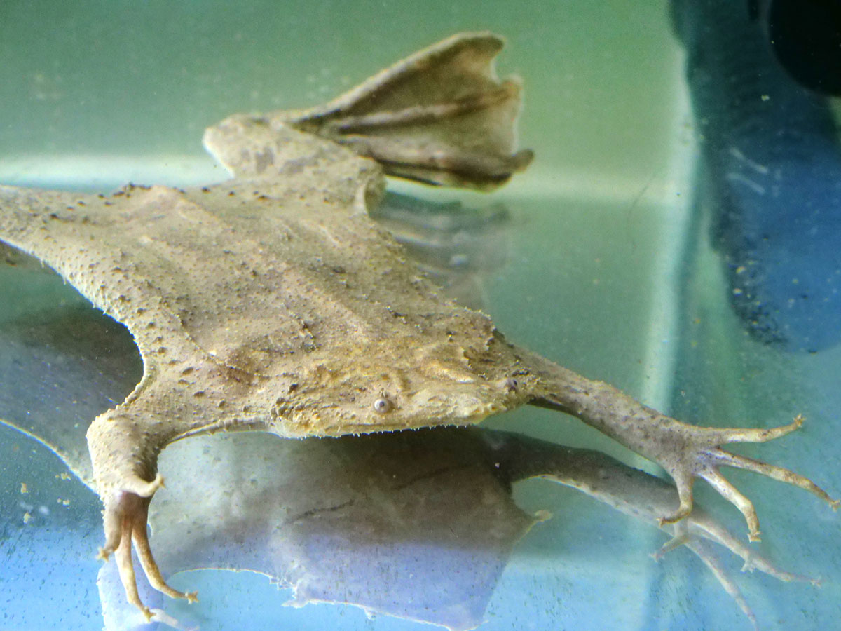 ピパピパ ヒラタコモリガエル の飼育方法とは？爬虫類・両生類All About