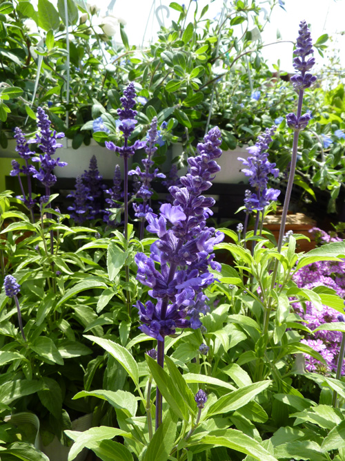 この花の意味は知ってる？素敵な花言葉あつめました。キナリノ