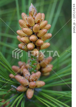 松ぼっくりをたくさん拾ったよ！ALL4KiDS-オールフォーキッズ-名古屋・春日井・刈谷で保育所・保育園を運営