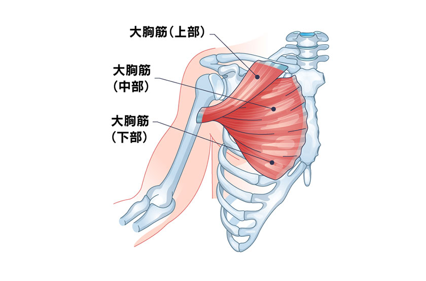 バストアップに効く! 合掌のポーズ - YouTube