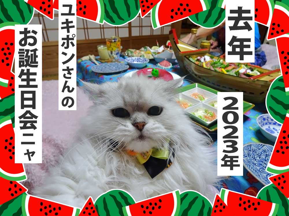 CENTRAL 23枚の面白い遅ればせながらバースデーカード - 'Sorry It's Late Turtle' - 男女兼用 -楽しいステッカー付き - 英国製 - ビーガンインク