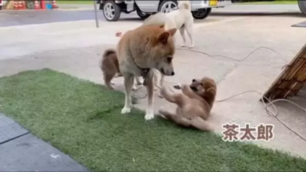 親」と「両親」の違い！使い分け方法を徹底解説するよ！贈る言葉情報館