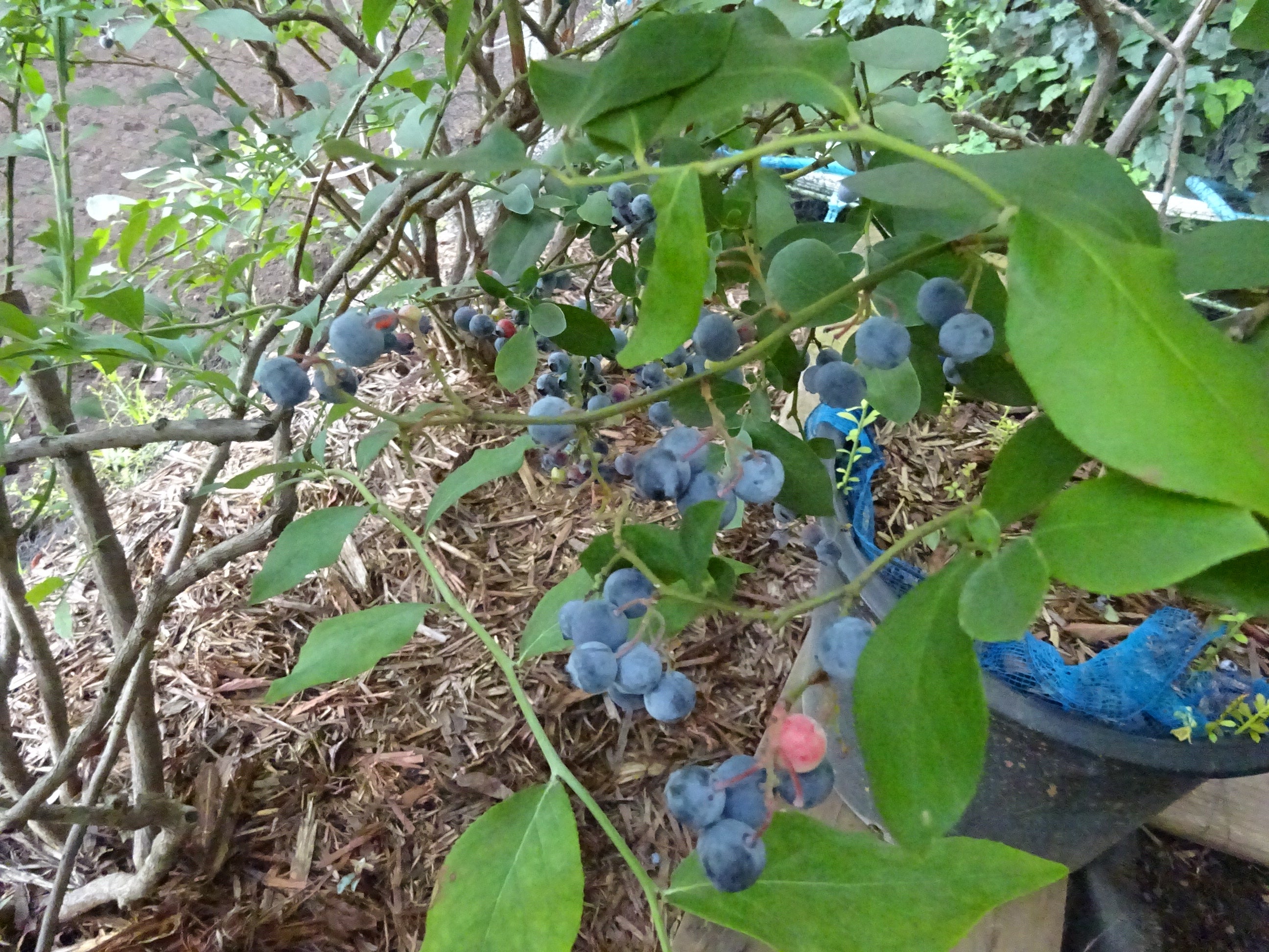 お庭をキレイにサービス庭をすっきりしたいお掃除サービスのダスキン