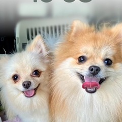 彼女の私の愛する人を与える、トミーの犬の友達は戦争イラストレーターから手紙の家にポストクリップを提案しますc。 1916