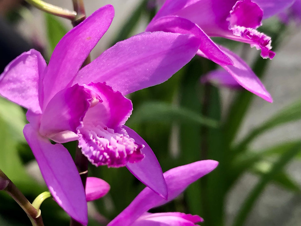 5月6日の誕生花と花言葉シラン 紫蘭LOVEGREEN ラブグリーン