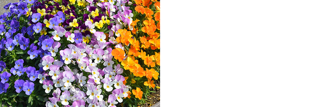 シュウカイドウ 秋海棠 の花言葉名前の由来花言葉・誕生花HanaPrime ハナプライム