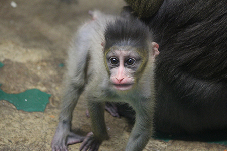 看護師に「お目目くりくりですね」と言われた赤ちゃん →半年後の姿に「この可愛さは反則」「美人」 ほ・とせなNEWS- Yahoo!ニュース