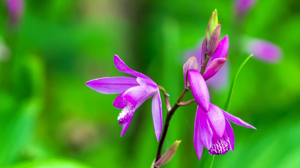 6月5日の誕生花はシラン！花言葉から価格まで紹介します