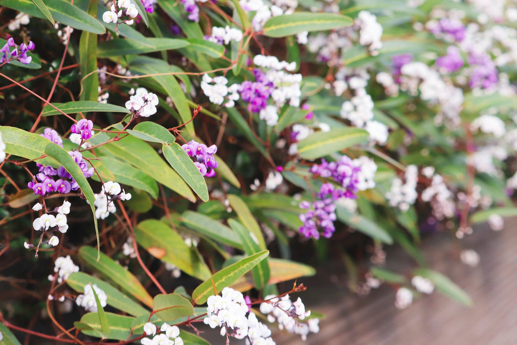 花言葉は「純粋」タマケンホーム株式会社三重・鈴鹿 デザイナーズ住宅のタマケンホーム - 違いのわかるご家族へ 木造注文住宅