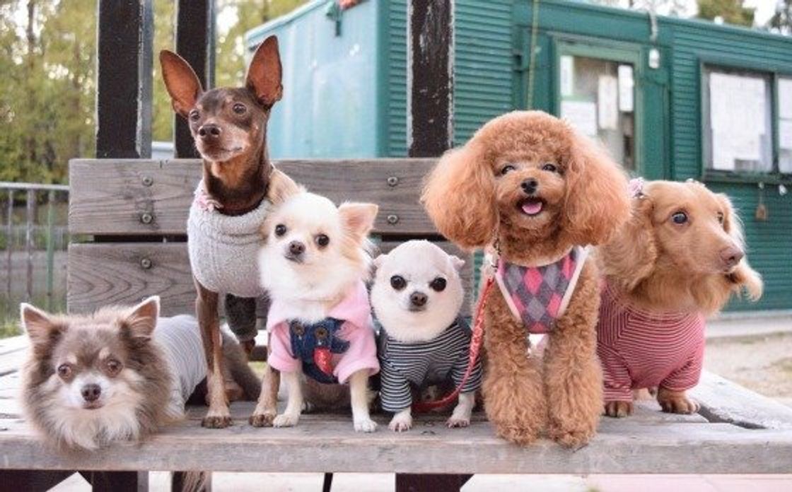 犬の友達犬と猫と植物と