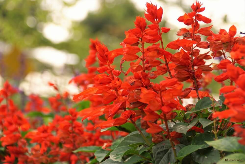 サルビアの花言葉の花言葉名前の由来花言葉・誕生花HanaPrime ハナプライム