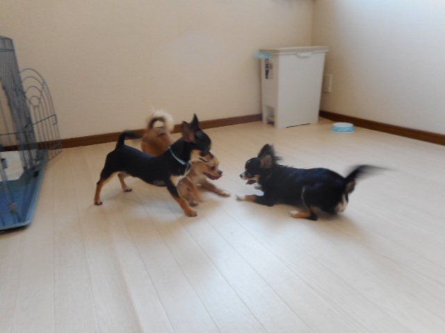 犬友達』における3つのタブー 勝手にご飯をあげたりするのは絶対やめて!わんちゃんホンポ