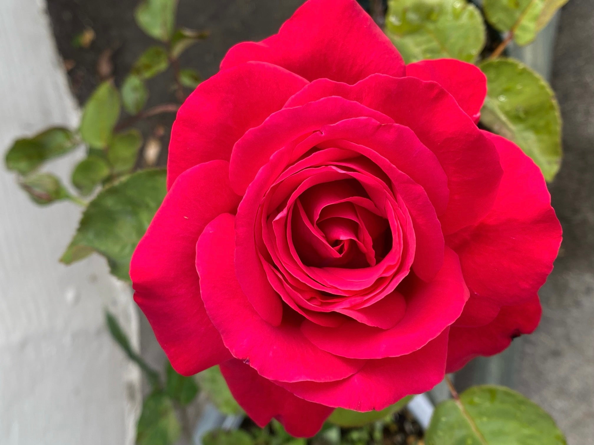 どうしても好きなあの人に！「片思いの気持ちを伝える花言葉」を持つ花を贈ろう！ - 花だより