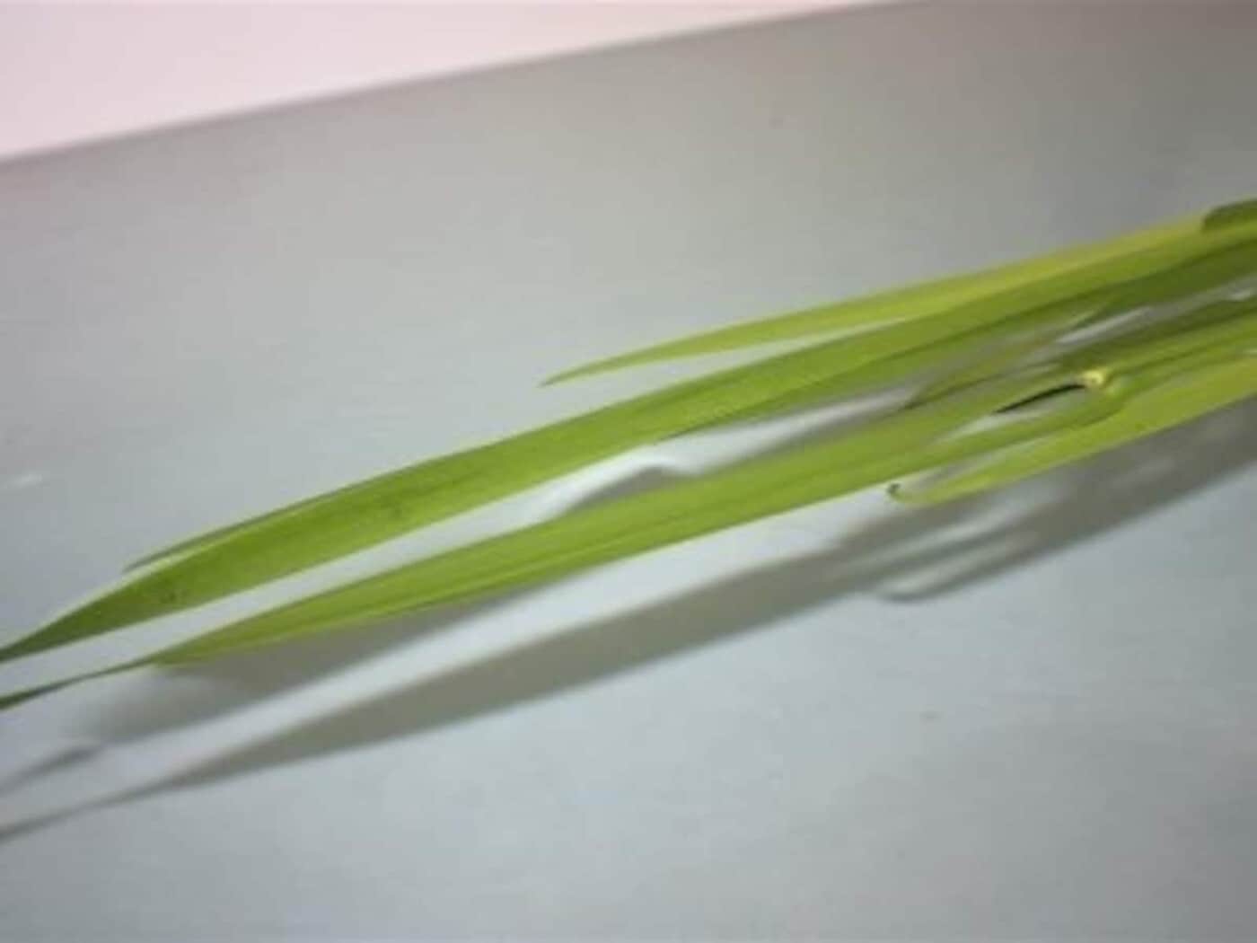 菖蒲湯緑内障の母の目ー奇跡を信じて