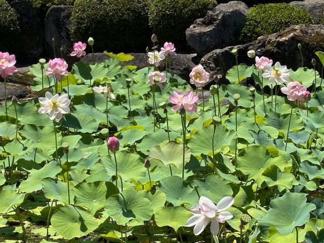 村上愛花の学歴 中学高校大学 ！高校生クイズでスカウトは本当？The・情報インフォメーション