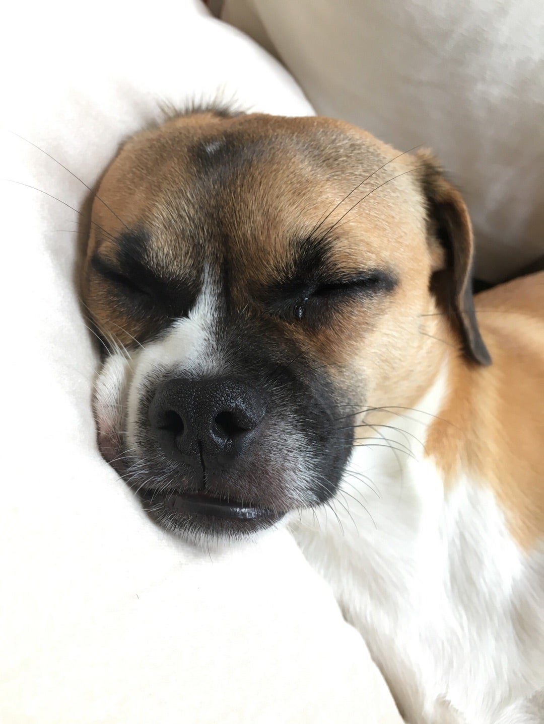 犬と子どもは最高の友達になれることがよく分かる写真いろいろ - DNA