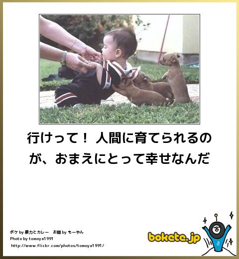 ボケて bokete 公式 on X: 