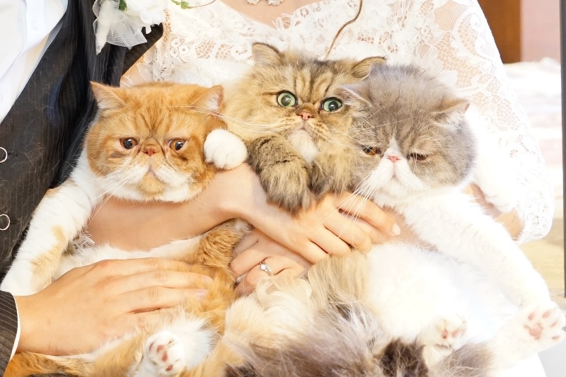 スタジオにとっても可愛いゲストが登場🐾💕 アイプロスタッフでもある花嫁から いつも話で聞いていた猫ちゃんに、ついに会えました✨想像以上に可愛くて、撮影中もみんな笑顔に😊 大好きなペットと残す特別なウェディングフォトもおすすめです📸iproアイプロ高知