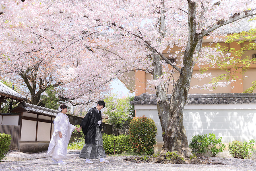 桜フォトウェディングTHE PHOTO WEDDING