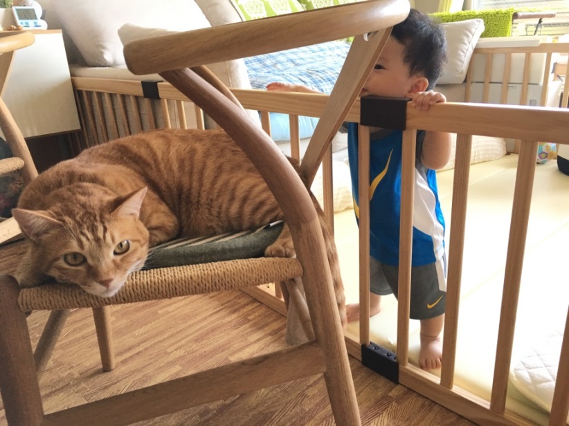 優しい性格の猫』に共通する特徴3つ 穏やかな猫に育つ要因もご紹介ニフティニュース